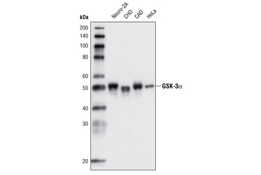 GSK-3 Antibody Sampler Kit - 1 Kit