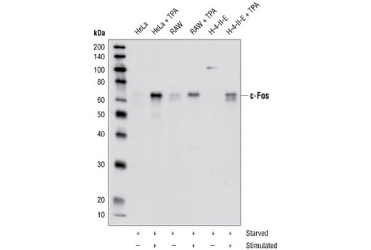 c-Oncogene Antibody Sampler Kit - 1 Kit