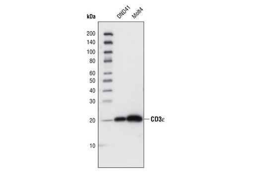 T Cell Signaling Antibody Sampler Kit - 1 Kit