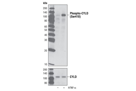 DUB Antibody Sampler Kit - 1 Kit