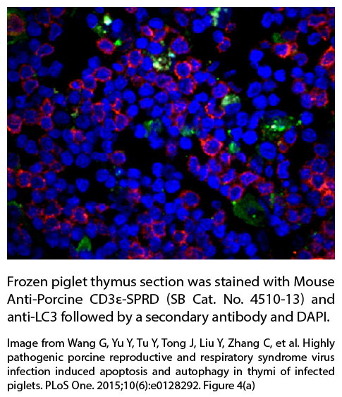 Mouse Anti-Porcine CD3ε-SPRD - 0.1 mg