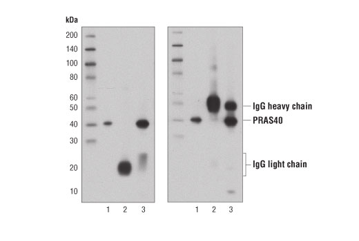 Mouse Anti-rabbit IgG (Light-Chain Specific) (D4W3E) mAb - 100 ul