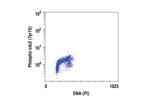 Cell Cycle/Checkpoint Antibody Sampler Kit - 1 Kit