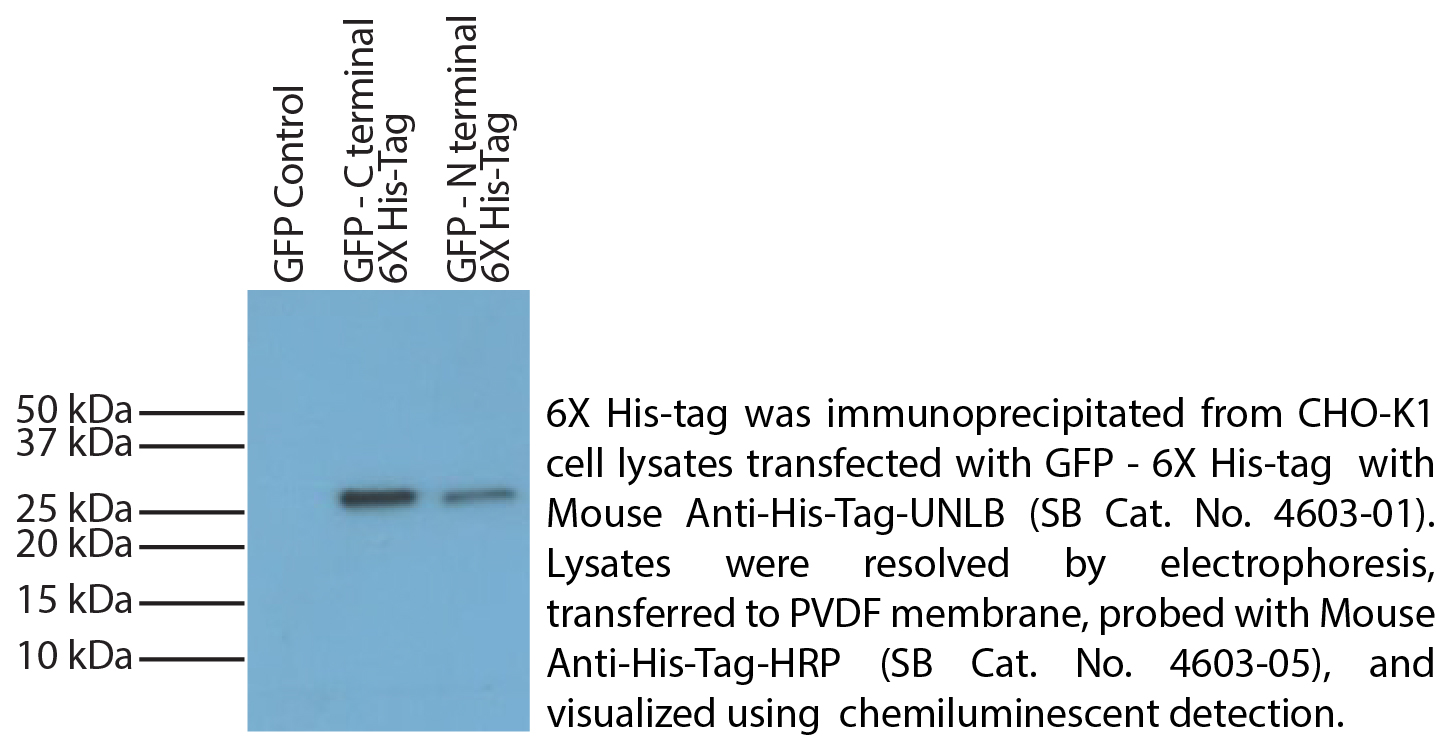 Mouse Anti-His-Tag-UNLB - 1.0 mg