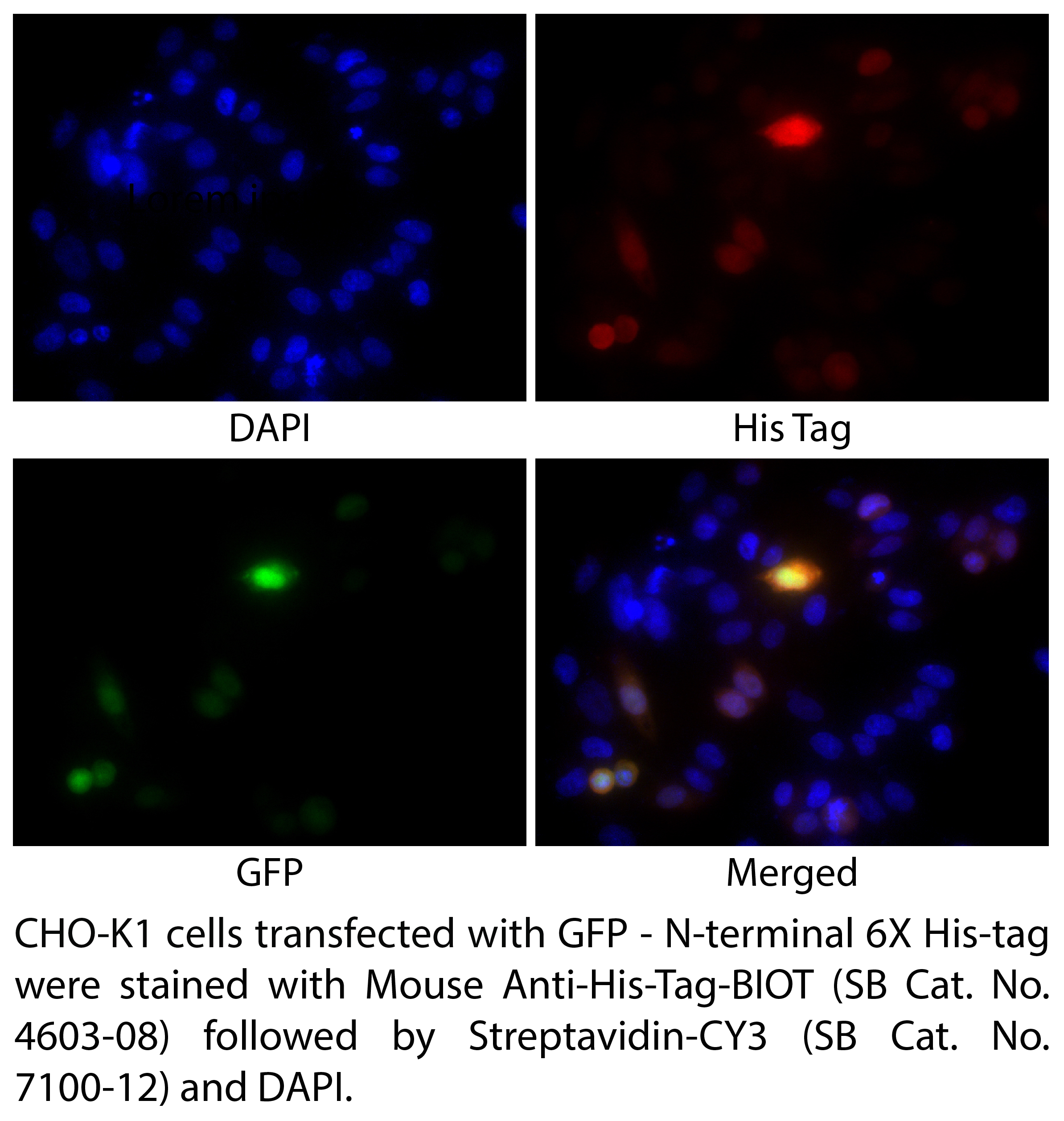 Mouse Anti-His-Tag-BIOT - 0.5 mg