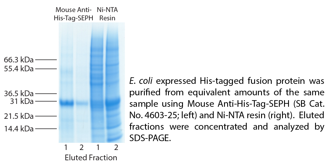 Mouse Anti-His-Tag-SEPH - 25 tests