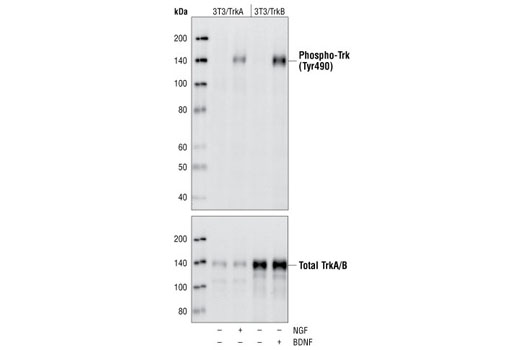 PhosphoPlus® TrkA (Tyr490)/TrkB (Tyr516) Antibody Duet - 1 Kit