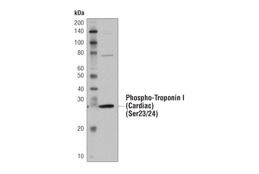 Mouse Heart Tissue Control Extracts - 100 ul