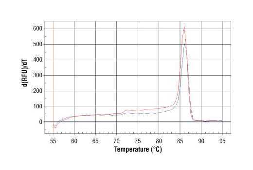 SimpleChIP® Human CDKN1A Intron 1 Primers - 500 ul