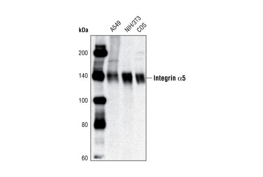 Integrin Antibody Sampler Kit - 1 Kit