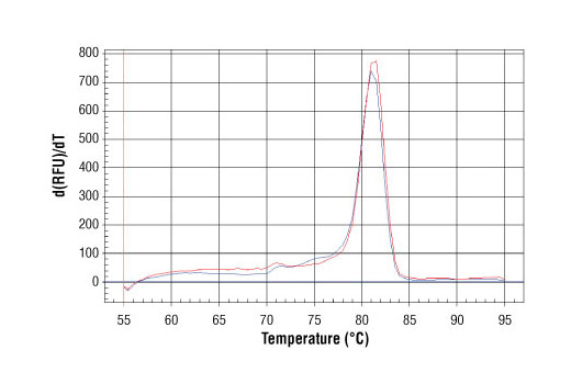 SimpleChIP® Human NPM1 Intron 1 Primers - 500 ul