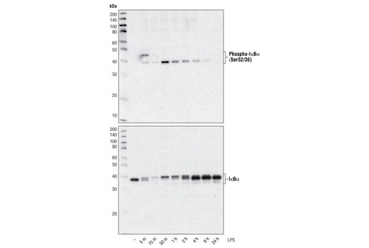 PhosphoPlus® IκBα (Ser32/Ser36) Antibody Duet - 1 Kit