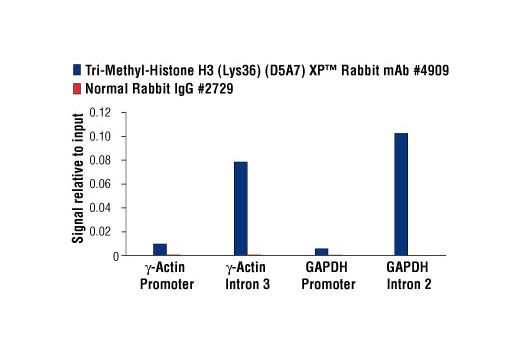 Methyl-Histone H3 (Lys36) Antibody Sampler Kit - 1 Kit