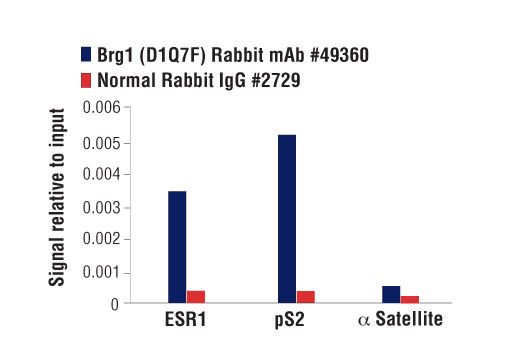 PBAF Complex Antibody Sampler Kit - 1 Kit