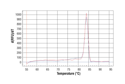 SimpleChIP® Human γ-Actin Intron 3 Primers - 500 ul