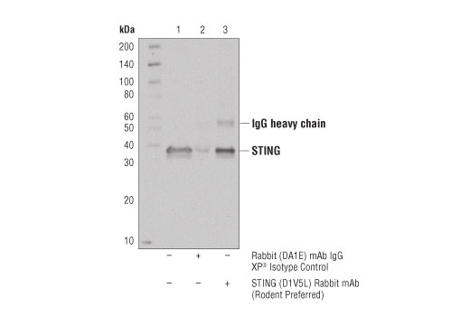 Mouse-Reactive STING Pathway Antibody Sampler Kit - 1 Kit