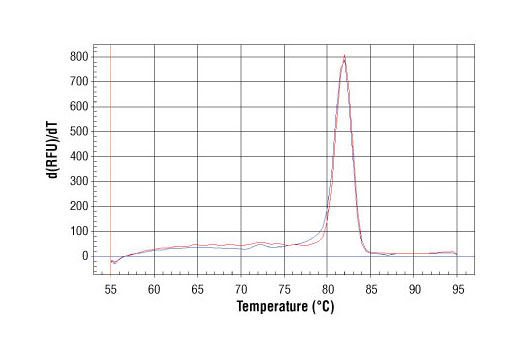 SimpleChIP® Human AFM Intron 1 Primers - 500 ul