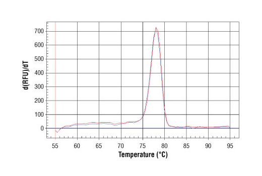 SimpleChIP® Human CaMK2D Intron 3 Primers - 500 ul