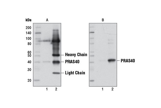 Mouse Anti-rabbit IgG (Conformation Specific) (L27A9) mAb (HRP Conjugate) - 100 ul