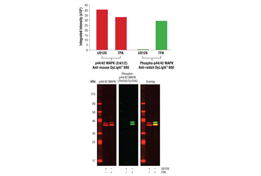 Anti-rabbit IgG (H+L) (DyLight™ 800 4X PEG Conjugate) - 100 ul