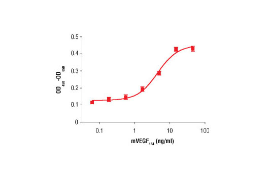 Mouse Vascular Endothelial Growth Factor-164 (mVEGF164 ) - 10 ug