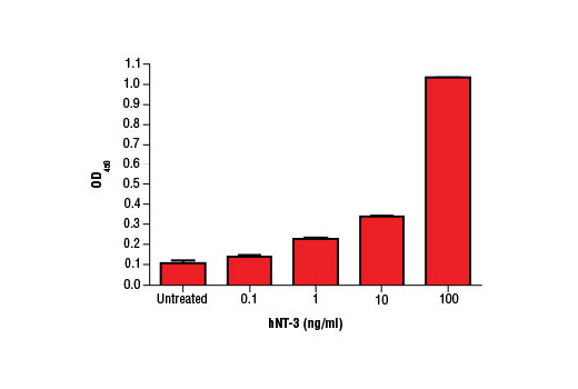 Human Neurotrophin-3 (hNT-3) - 10 ug