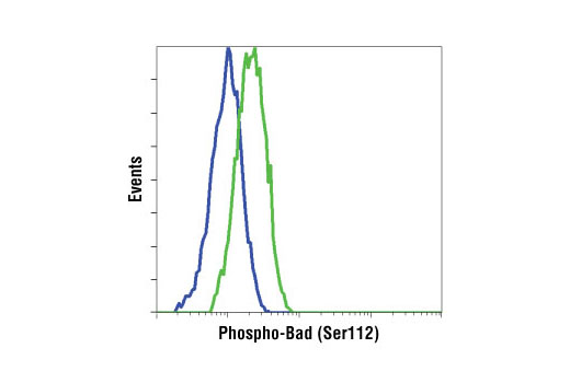 PhosphoPlus® Bad (Ser112) Antibody Duet - 1 Kit