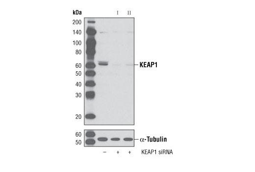 SignalSilence® KEAP1 siRNA I - 300 ul