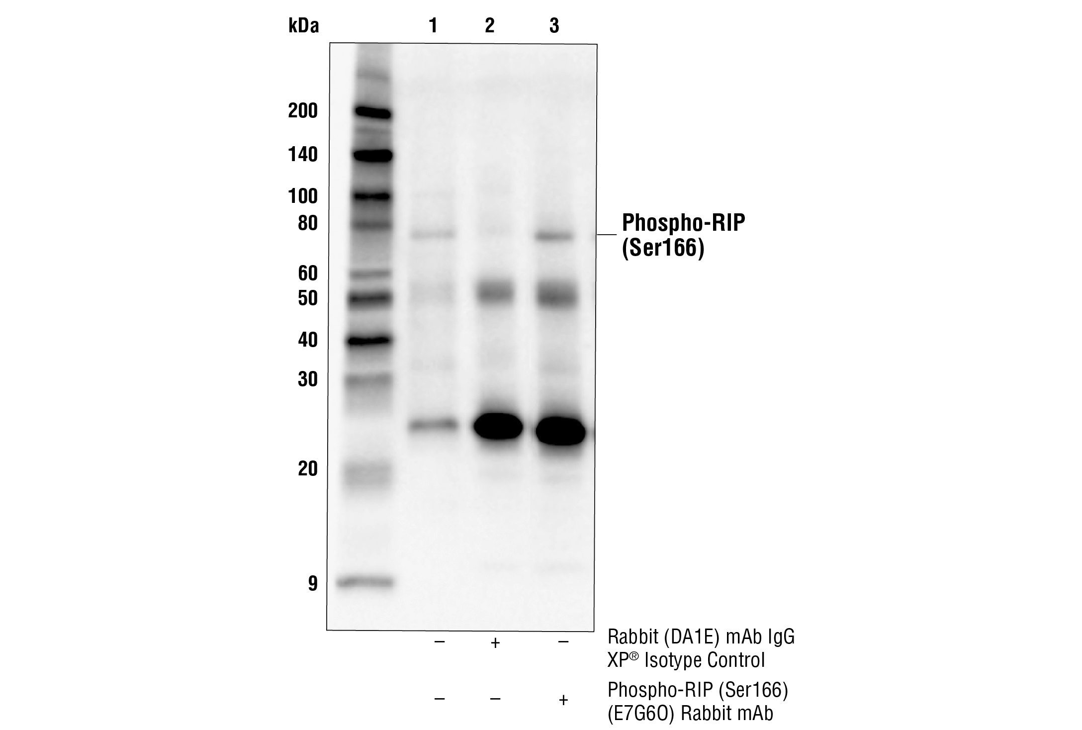 Mouse Reactive Necroptosis Antibody Sampler Kit - 1 Kit