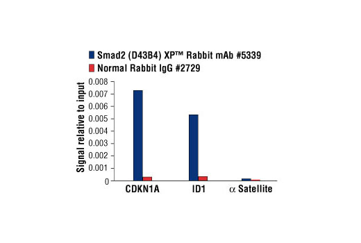 PhosphoPlus® SMAD2 (Ser465/467) Antibody Duet - 1 Kit