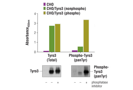 PathScan® Phospho-Tyro3 (panTyr) Sandwich ELISA Kit - 1 Kit