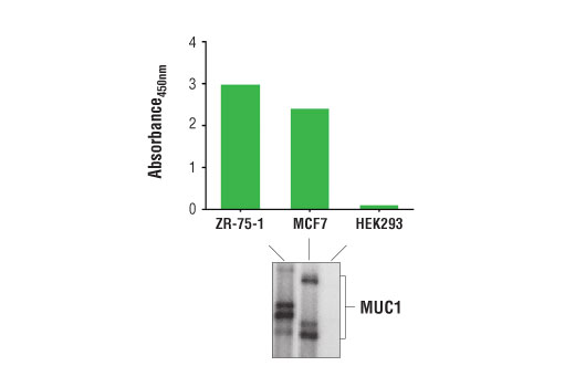 PathScan® Total MUC1 Sandwich ELISA Kit - 1 Kit