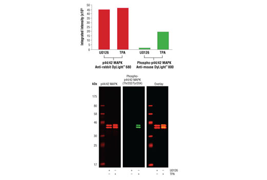 Anti-rabbit IgG (H+L) (DyLight™ 680 Conjugate) - 100 ul