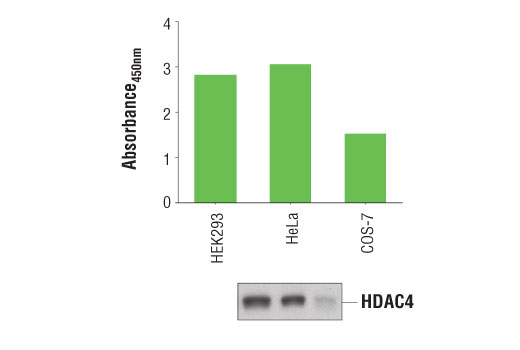 PathScan® Total HDAC4 Sandwich ELISA Kit - 1 Kit