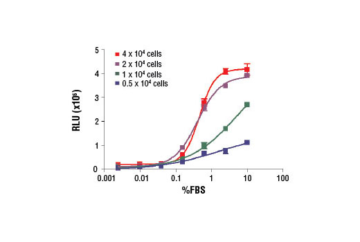 BrdU Cell Proliferation Chemiluminescent Assay Kit - 1 Kit