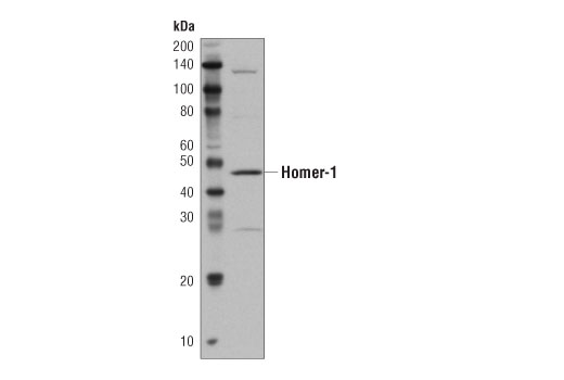 Mouse Brain Tissue Control Extracts - 100 ul