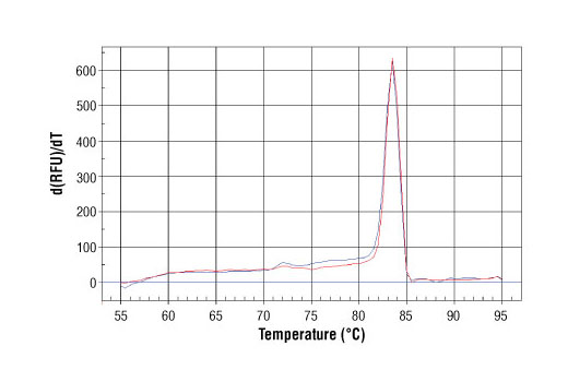 SimpleChIP® Human IκBα Promoter Primers - 500 ul