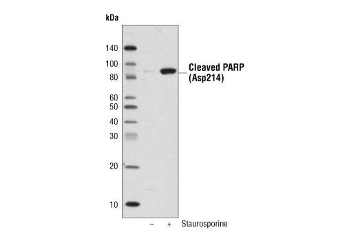 Anti-biotin (D5A7) Rabbit mAb (HRP Conjugate) - 1 ml