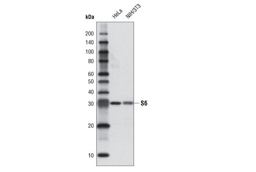 Anti-biotin (D5A7) Rabbit mAb - 100 ul