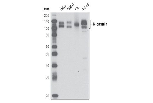 γ Secretase Antibody Sampler Kit - 1 Kit