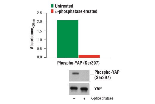 PathScan® Phospho-YAP (Ser397) Sandwich ELISA Kit - 1 Kit