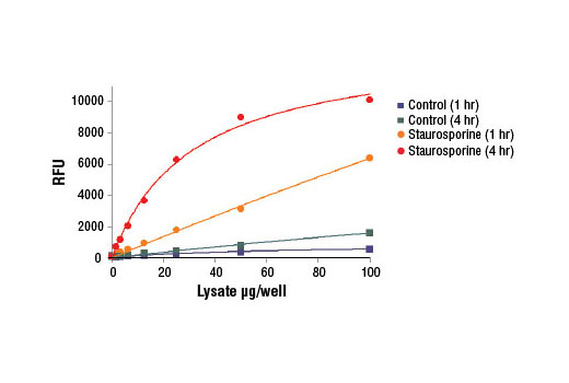 Caspase-3 Activity Assay Kit - 1 Kit