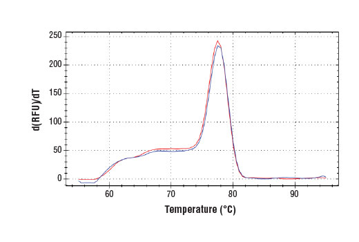 SimpleChIP® Human MX1 Promoter Primers - 500 ul