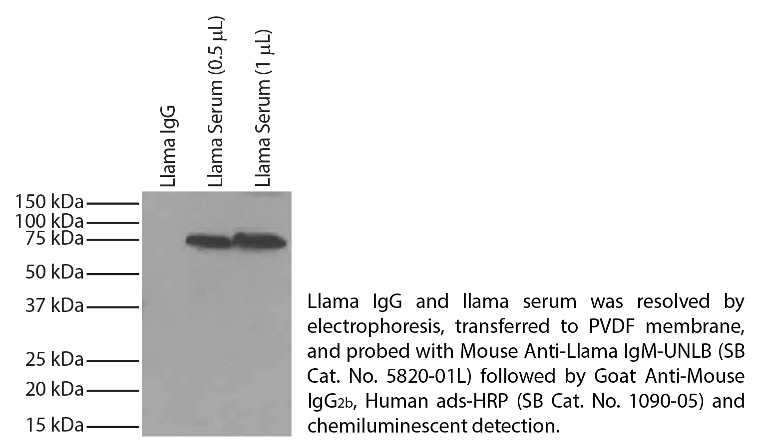 Mouse Anti-Llama IgM-UNLB - 1.0 mg