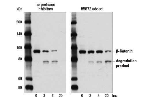 Protease/Phosphatase Inhibitor Cocktail (100X) - 1 ml