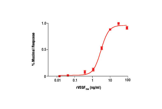 Rat Vascular Endothelial Growth Factor-164 (rVEGF164 ) - 10 ug