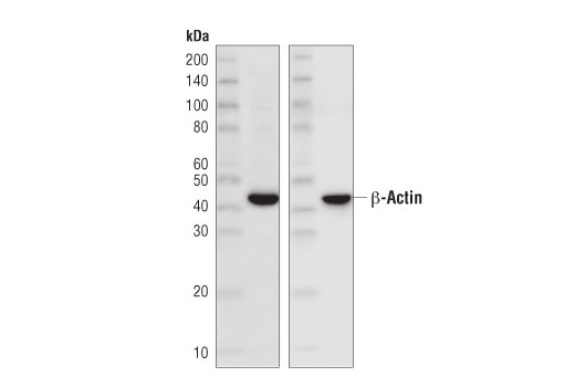 Rabbit Anti-Mouse IgG (Light Chain Specific) (D3V2A) mAb (HRP Conjugate) - 100 ul