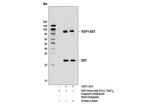 Anti-mouse IgG (H+L), F(ab')2 Fragment (Sepharose® Bead Conjugate) - 1 ml