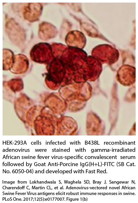 Goat Anti-Porcine IgG(H+L)-AP - 1.0 mL