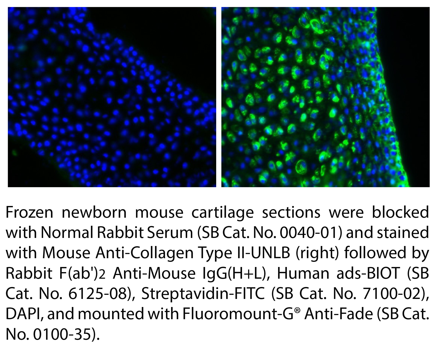 Rabbit F(ab')2 Anti-Mouse IgG(H+L), Human ads-BIOT - 0.5 mg